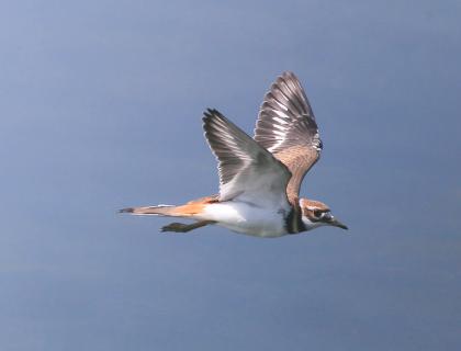 Killdeer in flight