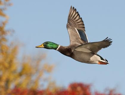 Male Mallard duck in flight, seen in left profile, wings extended, against a pale blue sky and autumn foliage