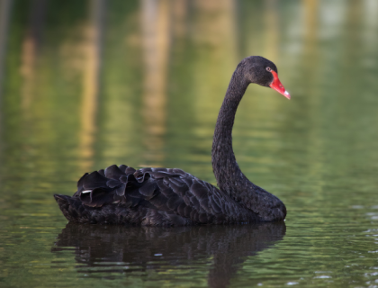 Black Swan in water