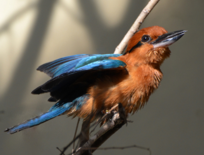 A Guam Kingfisher photographed at the zoo with wings outstretched