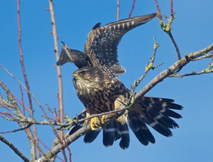 Merlin readying for takeoff