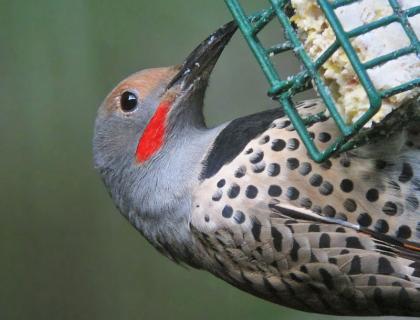 Northern Flicker at suet cage