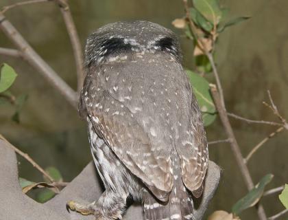 Northern Pygmy Owl, showing "eyes" on back of head