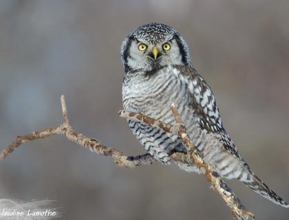 Northern Hawk Owl