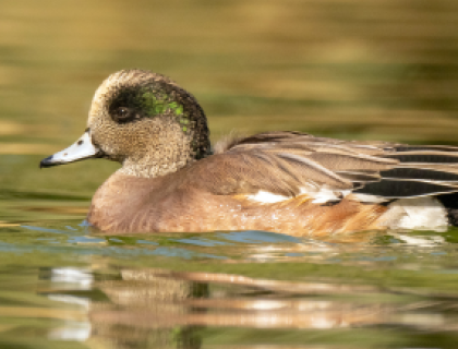 American Wigeon glides across water