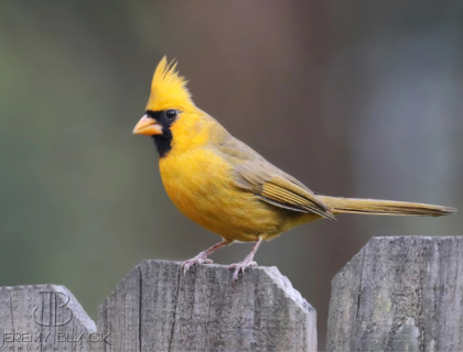 Yellow Northern Cardinal perches on gray wooden fence