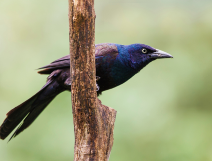 Common Grackle faces right, perched on branch