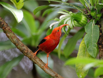 An ‘i‘iw perches on a branch