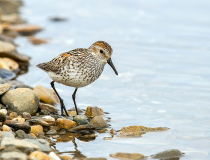 Western Sandpiper stands at water's edge, looking into water