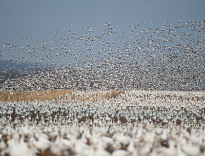 A large flock of Snow Geese take off