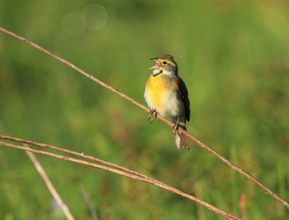 Dickcissel perches on long twig, beak open