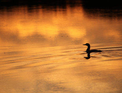 A loon seen in profile on the surface of a calm lake at sunset.