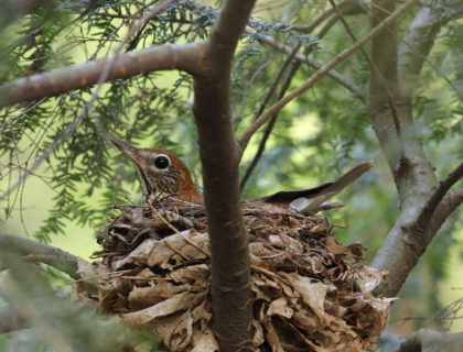 Wood Thrush sits inside nest, supported by brown leaves