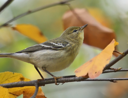 A Blackpoll Warbler in non-breeding plumage, sitting on a branch with fall foliage. 
