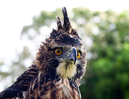  An Ornate Hawk-Eagle, its head and neck are handsomely patterned in black, white and rust below a tall black crest. It has vivid gold eyes.