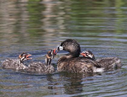 Pied-billed Grebe feeding feather to her chicks