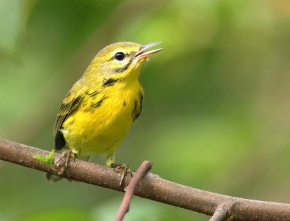 Prairie Warbler perched on branch, beak open, singing