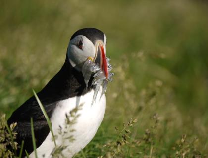 Puffin with fish in its beak