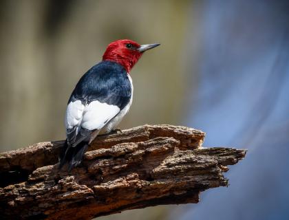 Red-headed Woodpecker perched on a branch