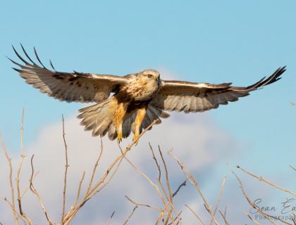 A Rough-legged Hawk, wings outspread, flies toward the viewer with partly cloudy sky in the background