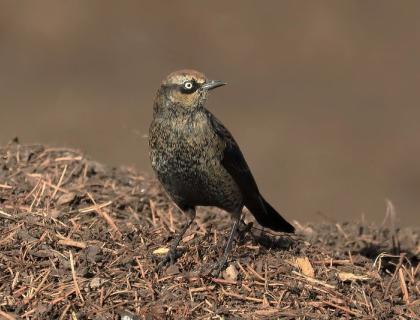 A Rusty Blackbird showing speckled black and golden plumage