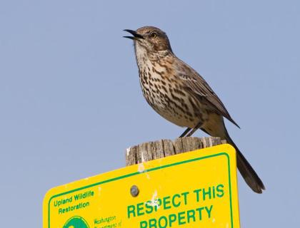 Sage Thrasher singing atop a sign post