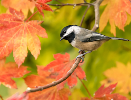 A Black-capped Chickadee looking quizzically down from a tree in fall colors.