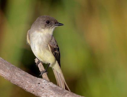 An Eastern Phoebe perched on a thick branch against a green background.