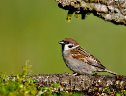 Eurasian tree sparrow stands on tree branch