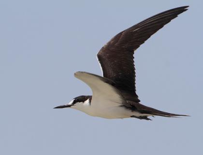 Sooty Tern in flight