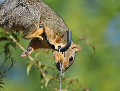 A squirrel balances on a metal hook that holds a birdfeeder