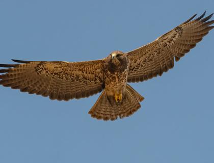 Swainson's Hawk in flight, wings outstretched against a clear sky