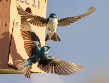 A pair of Tree Swallows flying near the entrance of a nestbox