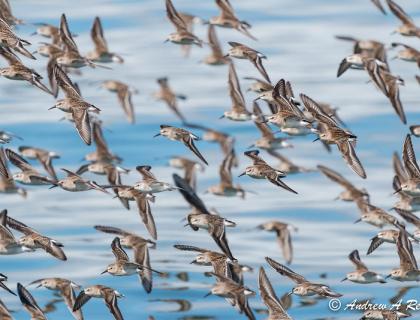 Flock of Western Sandpipers