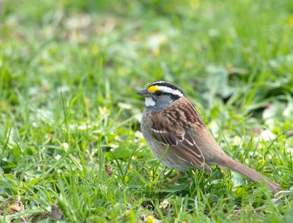 A small brown bird, with gray head with white beneath its beak and black and white stripes on top of head, standing in a grassy area