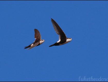 Pair of White-Throated Swifts in flight in a clear blue sky