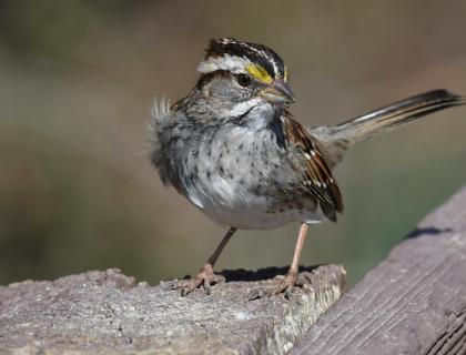 A White-throated Sparrow stands on brick work in sunlight, its white throat patch and white face stripe gleaming in sunlight