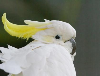 Yellow-crested Cockatoo with bright white plumage, lemon-yellow crest feather on its head, and a dark eye and beak.