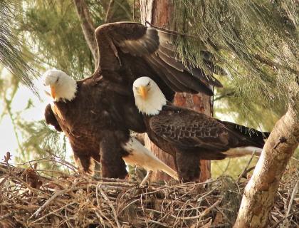 Pair of Bald Eagles in nest