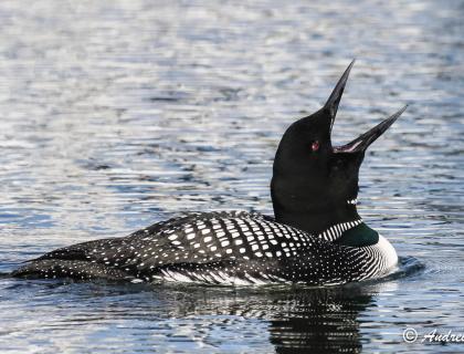 Common Loon with its head thrown back and beak open as it calls, while floating on rippled blue water 