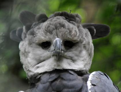 Harpy Eagle