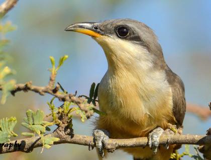 Mangrove Cuckoo found in Florida in winter