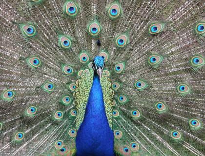 Male Peacock faces the viewer, his tail fanned out in display