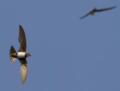 Alpine Swifts in flight against a blue sky