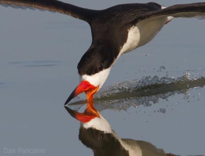 Black Skimmer