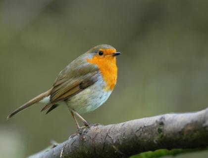 European Robin perched on a branch