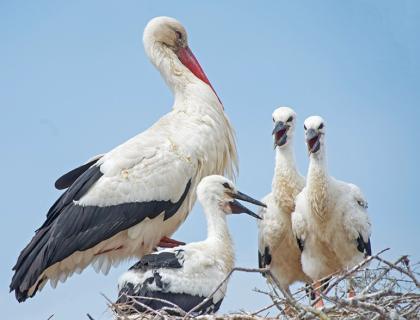 A White Stork standing in its nest with three chicks. The parent has a white body, with black on its wings, and red legs and long red beak. The White Stork chicks have dark beaks.
