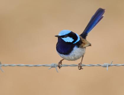 A Superb Fairy Wren perched on a wire fence