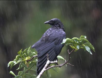 American Crow sitting in light rain, its feathers wet