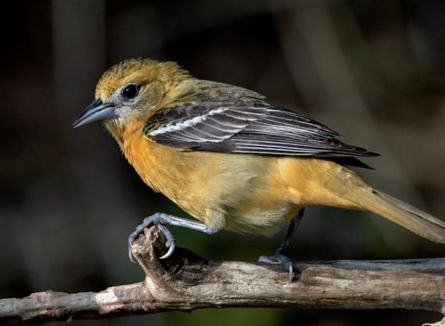 Female Baltimore Oriole showing her orangey head and body, dark beak, and brown and white striped wings